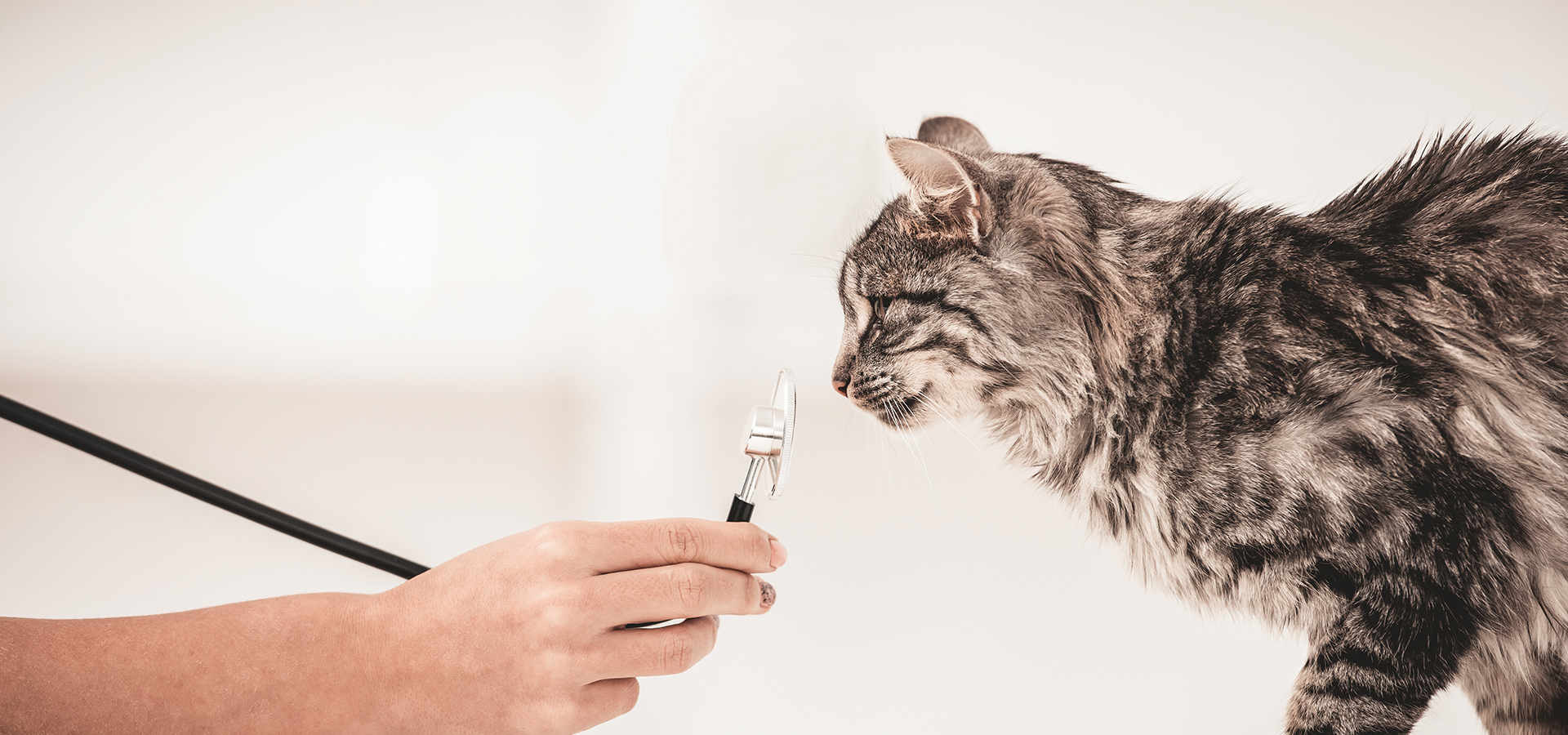 高倉台いぬねこ病院